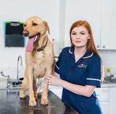 Is there a vets4pets in doncaster wheatley? Vets In Doncaster Wheatley Vets4pets