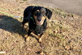 Maybe you would like to learn more about one of these? Slo County Ca Pet Adoption Adult Dachshund Available Now San Luis Obispo Tribune