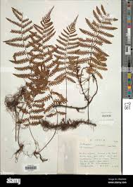 Image result for Arthropteris