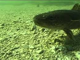Mit einem account kannst du auf fisch+fleisch bloggen, kommentieren, fischen und die grandiose fisch+fleisch community erleben. Fische Aalrute Oder Quappe Youtube