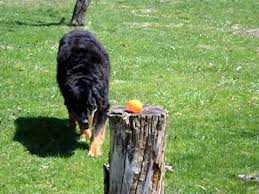 They are most commonly seen in black and tan coloring, with a medium, dense coat. Bear A Long Haired Rottweiler On An Easter Egg Hunt Youtube