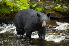 can bear grylls' advice be trusted? the