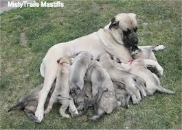 There are 6 boys and 2 girls. Puppies At 5 Weeks Old Whelping And Raising Puppies