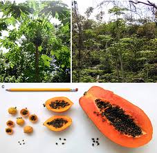 Often you can find it used in asian, thai, caribbean, and indian cuisines, either raw or cooked. Frontiers Domestication And Genetics Of Papaya A Review Ecology And Evolution