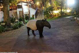 At the moment it is the only option available for this route. Taman Negara Nationalpark Sehenswurdigkeiten Anreise Unterkunfte