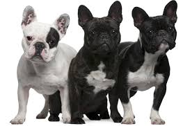 Dogcast tv francia bulldog, francia bulldog. Everything About Your French Bulldog Luv My Dogs