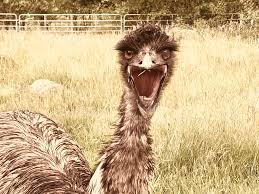 笑いながら怒る】被虐待体験の緊張によって怒っているように見える