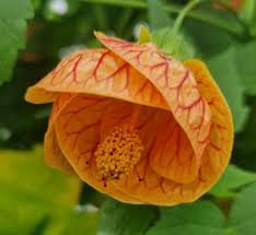 Image result for Abutilon grantii