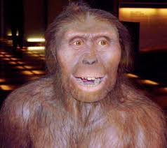 Did fall from tree kill famous human ancestor Lucy?