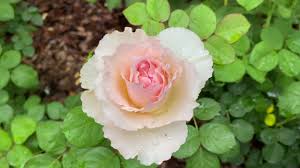 Its very fragrant flowers are fully double and light apricot to shell. Rose Princess Charlene De Monaco Youtube
