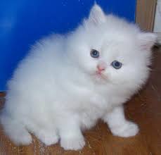 Find great deals on ebay for cat persian. 8 Lovely Persian Cat Prices Biological Science Picture Directory Pulpbits Net