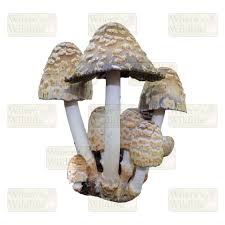 Image result for Coprinus comatus