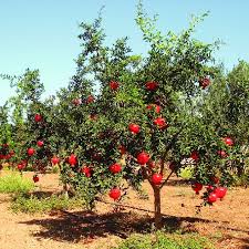 Just play like a bee and go from flower to flower. A View Of A Pomegranate Tree Download Scientific Diagram
