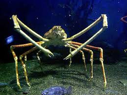 Aktivity menangkap ketam yg di lakukan oleh rizq & team telah membuahkan hasil.dengan ada nya ubat ajaib,ketam tersebut menjadi besar.dan juga penampilan. Giant Spider Crab Deep Sea Creatures Ocean Creatures Sea Creatures