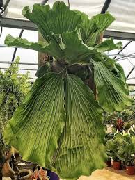 Image result for Platycerium elephantotis