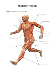 The basics on muscles, bones, and joints · your muscular system · common muscle problems · muscle diseases · your skeletal system · common bone problems · bone . Muscles Bones Movement Introduction Lesson Teaching Resources
