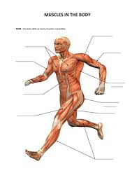 See anatomy pictures of the 27 bones in the hand and wrist, how they are connected with tendons and muscles and the nerves that run through the skeletal structure. Muscles Bones Movement Introduction Lesson Teaching Resources