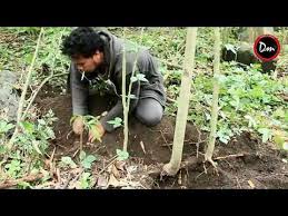 Hunting Bahan Bonsai Serut Youtube Bonsai