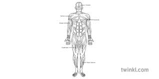 Terms in this set (51). Muscular System Labelled Black And White Illustration Twinkl