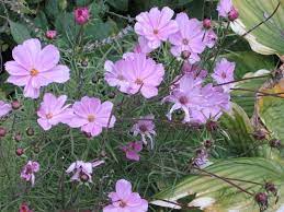 Cosmos In A Hosta Bed Hostas Urban Garden Plants