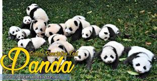 Contoh Descriptive Text Singkat Panda Terjemahan Pintar Bahasa