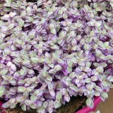The leaves are soft, downy, dark green above, rich purple below and up to 1 inch (2.5 cm) long. Callisia Repens Pink Lady Turtle Vine World Of Succulents