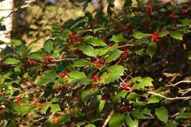 American Holly Poisonous Plant For Pets