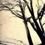 Profile Picture of Washed up Shadows | Edisto Beach, SC | dawn.f.strawbridge - Flickron Google
