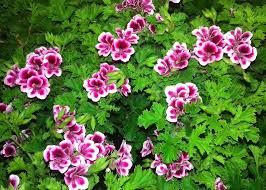 Geranie Die Wilde Hilde Die Wilde Hilde Ist Wieder Da Liebe Kunden Wir Haben Die Beliebte Geraniensorte Wieder Vorratig Wir Wilde Hilde Geranien Blumen