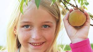 Photos: Tree sale keeps family in fruit year-round