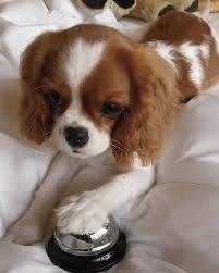 In 1954, she founded the cavalier king charles spaniel club, usa (ckcsc, usa), the official breed club and only registering body for cavaliers in the united states for more than fifty years. Cavaliers King Charles Spaniel Puppies For Sale Home Facebook