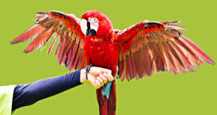 Agabegi says he was very fortunate. Common Injuries And First Aid For Birds Petcoach