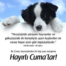 Cuma Mesajlari Hayirli Cumalar Hayvanlar Hayvan Ucan Kus