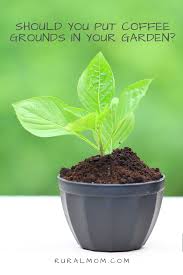 Brew up a weak coffee tea using spent grounds to water plants or add coffee grounds directly to the soil in planters. Pin On Health And Wellness