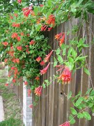 Cut a stem from the vine, removing the top 15 to 20 cm (6 to 8 trim the honeysuckle cutting with the pruning shears. 6 Mistakes To Avoid When Growing Honeysuckle Vine Dummer Garden Manage Gfinger Is The Best Garden Manage App