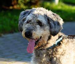 Breathing changes dogs experiencing pain may have a faster and more shallow breathing pattern than normal. Understanding Pancreatic Cancer In Dogs Canna Pet
