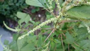 Image result for Amaranthus spinosus