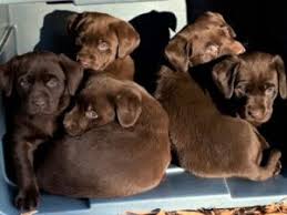 Golden retriever puppies make excellent family pets and we have a wide selection of puppies for you. 8 Best Golden Retriever Breeders In Oregon 2021 We Love Doodles