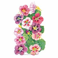 Image result for Nasturtium