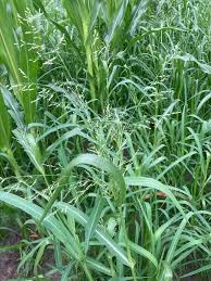 Image result for Panicum schinzii