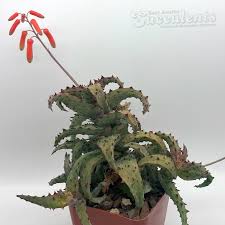 Image result for Aloe carnea