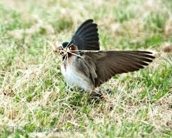 Birds That Make Mud Nests On Buildings Why Do Cliff Swallows Flutter Their Wings When Gathering Mud Birds Bird Species Mud