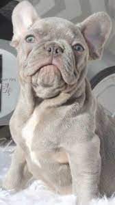 Lilac French Bulldog Bulldogfrances Lilac French Bulldog Fawn French Bulldog French Bulldog Puppies