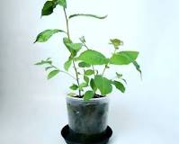 Propagating My American Pokeweed: Step-by-Step Guide