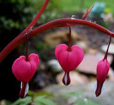 Pin On Horticulture