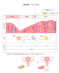 薄い子宮内膜をふかふかにする方法 ｜ 三鷹市の鍼灸で腰痛も改善させる人気のもりた鍼灸院