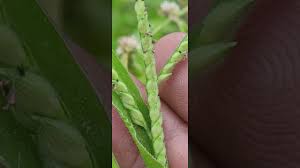 Image result for Urochloa panicoides