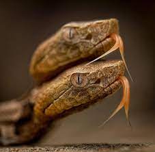A Dicephalic Eastern Copperhead Photography Guidelines Pretty Snakes Animals