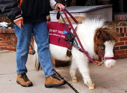 We did not find results for: Why Miniature Horses Make Such Great Service Animals