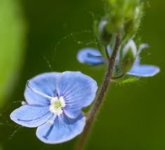 Small blue spring flowers uk. Speedwells